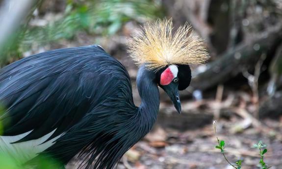A black-crowned crane as seen in the St. Augustine Alligator Farm and Zoological Park