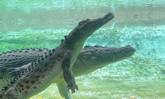Maximo, a very large crocodile and his mate Sydney in their pool
