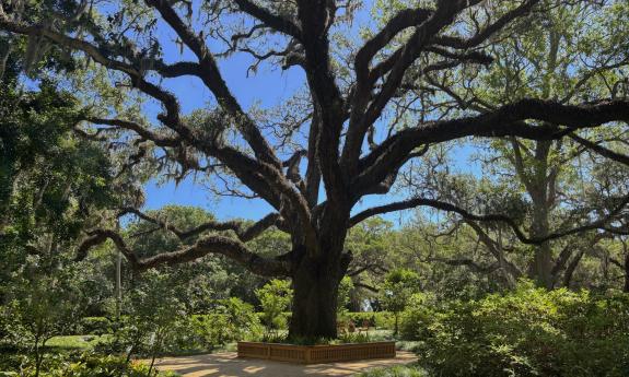 A tall, oak tree with its branches spread out for shade