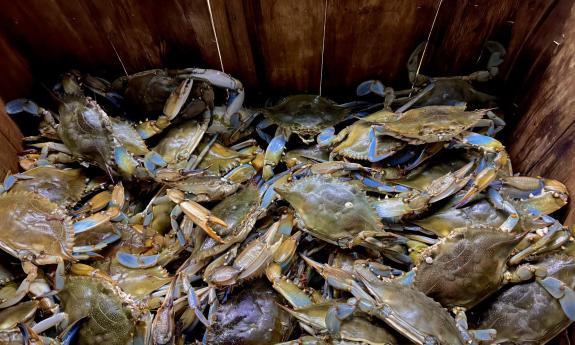 A pile of blue crabs