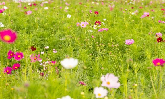 Wildflowers at Parker Flower Farms