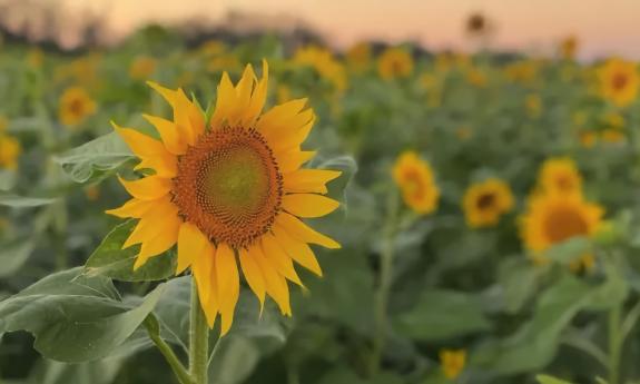 Sunflower field at Parker Flower Farms