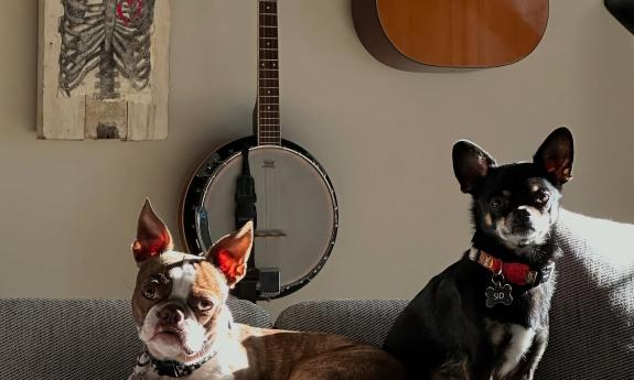 Two dogs, on a sofa in the sun, with acoustic instruments hanging on the wall behind them