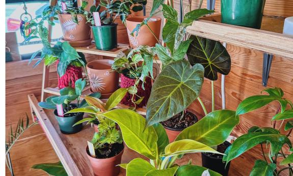 A vendor with live plants at a local market
