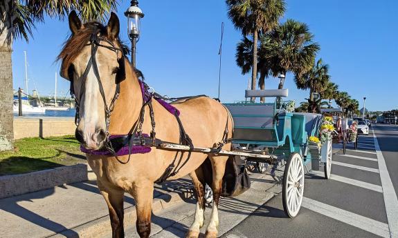 A close-up of a horse drawing a carriage