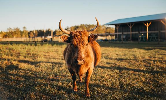 A shaggy brown steer with horns, standing in a pasture