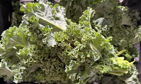 Lettuce from one of the produce stands