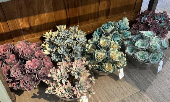 Various pots of faux botanicals