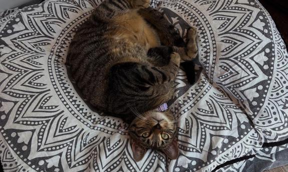 A contented cat lounging on a black and white round cushion
