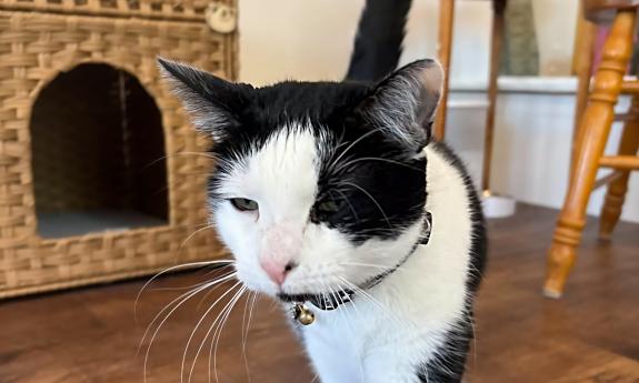 A black and white cat at the new Witty Whisker location