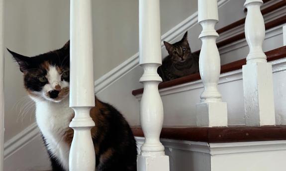 Two cats on the stairs in the new location gor Witty Whisker, a Victorian building in St. Augustine