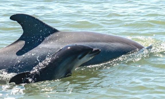 A mother and baby dolphin seen on a Red Boat Tour