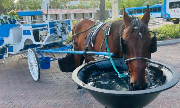 A brown horse hitched to a blue open carriage, drinking water from the antique horse fountain