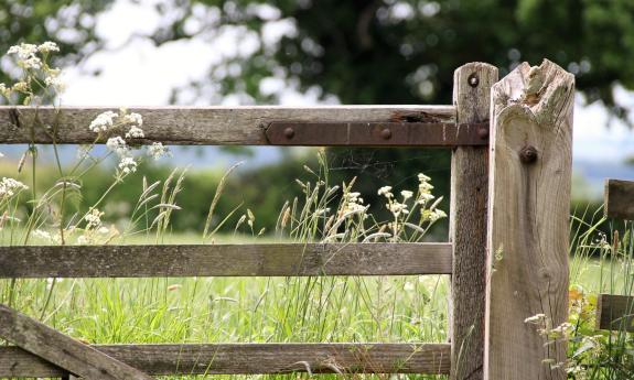 A weathered wooden fence, in the foreground with tall grasses and trees behind