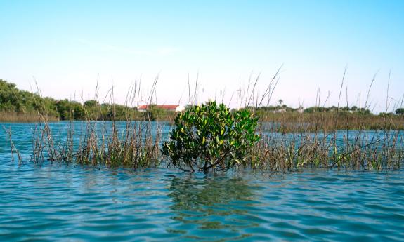 Mangroves growing above the water