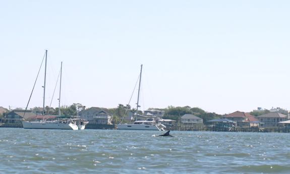 A dolphin surfacing near the mooring field off St. Augustine