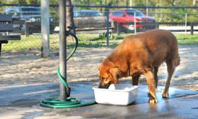 The Spring and Summer can get hot, so it helps that water is freely available at St. Augustine's dog parks.