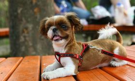 Most St. Augustine restaurants with an outdoor patio will allow pets to sit with their owners.