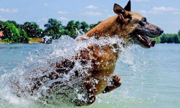 If the heat of the summer is too much, let the dog take a dip in the ocean.