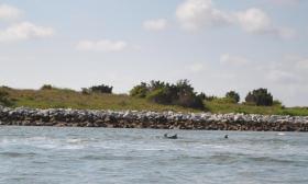 A pod of dolphins we saw in the St. Augustine inlet.