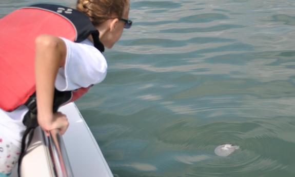 Looking over at the floating box jelly fish in St. Augustine.