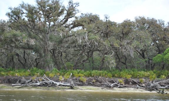 A freshwater estuary we went by on the tour in St. Augustine.