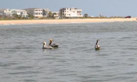 Pelicans floating by on the Dolphin & Nature Eco Tour in St. Augustine.