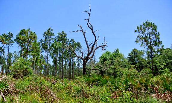 Faver Dykes is just south of St. Augustine. Far enough to experience untamed Florida, but close enough to still enjoy the attractions, restaurants, and shopping of the Historic District.