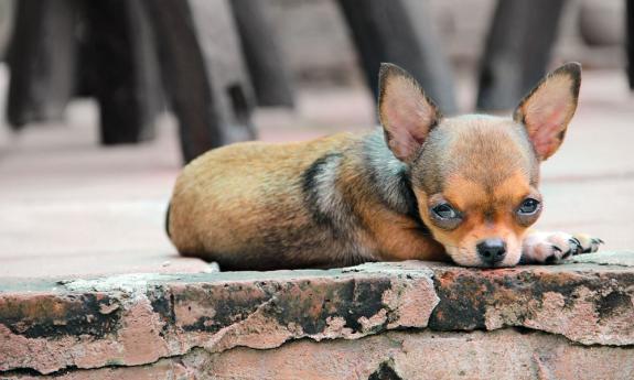 dog sleeping 