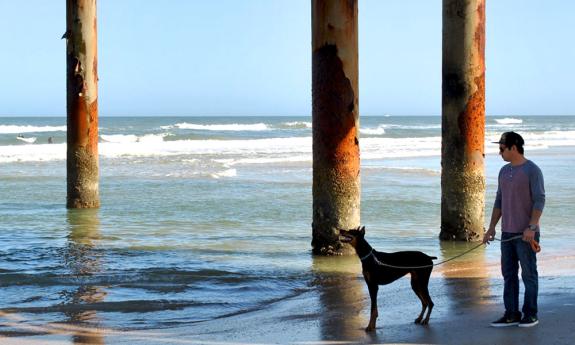 dog at the beach 