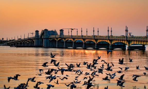 Florida's Birding & Photo Fest - 2024