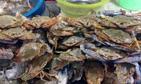 Guests can enjoy all sorts of seafood, including blue crabs, at the Blue Crab Festival.