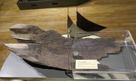 A fragment of one of the canoes found near Gainesville, Florida, on exhibit at St. Augustine's Government House.