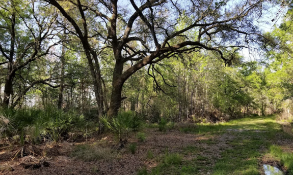 The Deep Creek Conservation walking trails