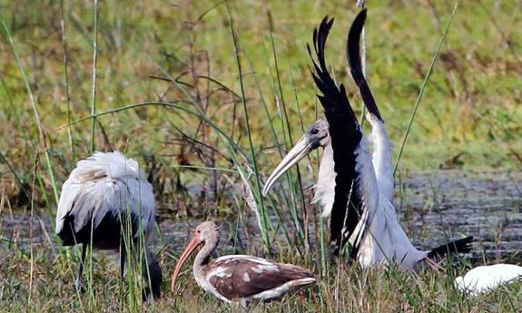 Fort Matanzas Marsh Hikes and Cannon Firings