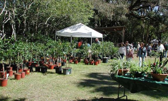 Citrus Harvest Festival 2014