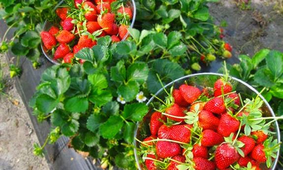 Baskets of strawberries at the Tour de Farm, sponsored by Slow Food First Coast.