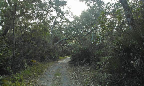 River-to-Sea Preserve Guided Trail Walk 