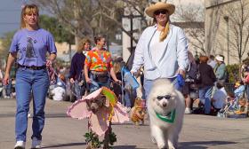 Dogs wear costumes as they walk downtown Palatka