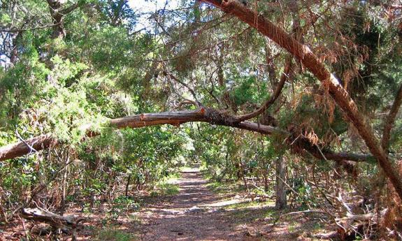 Learn about Florida's natural wildlife while strolling through wooded coastal hammock. 