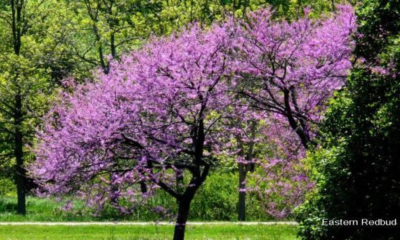 Arbor Day Tree Giveaway