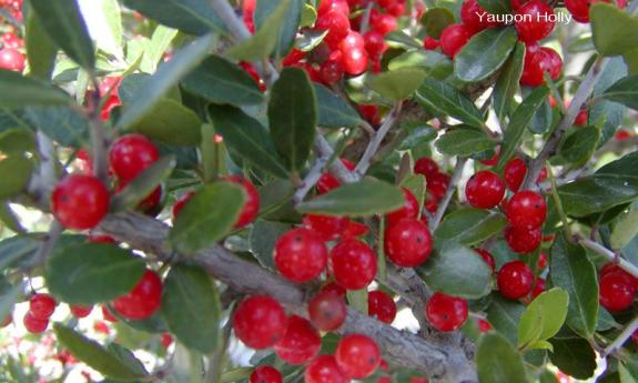 Arbor Day Tree Giveaway