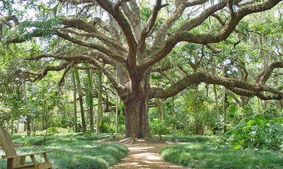 First Day Hike of 2020 at Washington Oaks