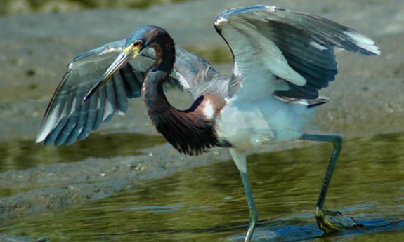 St. Johns County park naturalists provide insight into the language of birds at Canopy Shores Park. 