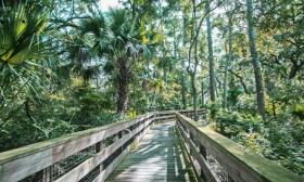 The boardwalk in the Canopy Shores Park in St. Augustine.