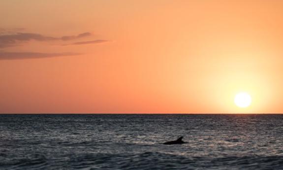 Dolphin Beach Walk