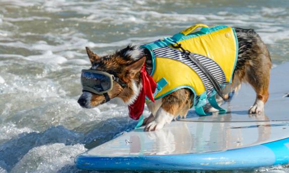 A corgi enjoying a ride on a surfboard at Pups and Sups in St. Augustine.