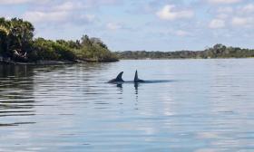 Dolphin Conservation Experience and Kayak Ecotour