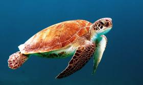 Junior Ranger Program: Sea Turtles