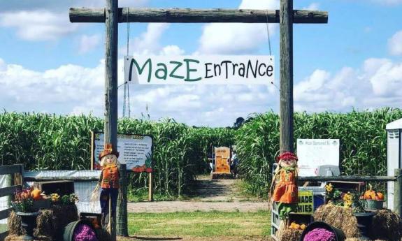 The popular corn maze at Sykes Family Farms in Elkton, FL.